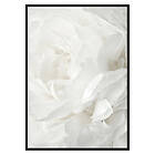 Gallerix Poster White Rose No2 2977-50x70