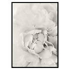 Gallerix Poster White Rose No1 2951-21x30