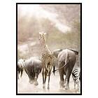 Gallerix Poster Wild African Animals 3185-70x100