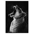 Gallerix Poster Yawning Lion 2675-21x30