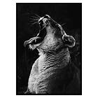 Gallerix Poster Yawning Lion 2675-70x100