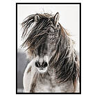 Gallerix Poster Wild Horse 2696-21x30G