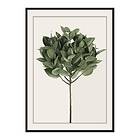 Gallerix Poster Ficus Elastica 3700-21x30