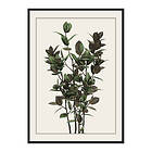 Gallerix Poster Ficus Robusta 3693-21x30