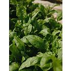 Venture Home Posters Green Leaf Grön Poster - leaf 30x40 60076-002