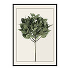 Gallerix Poster Ficus Elastica 3700-21x30G