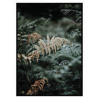 Gallerix Poster Fern No2 2863-21x30G