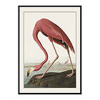 Gallerix Poster Flamingo 1827 3690-50x70