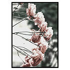 Gallerix Poster Rose Bush 2671-21x30G