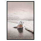 Gallerix Poster Shell On Beach 3526-50x70