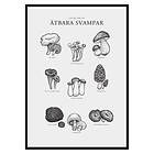 Gallerix Poster Ätbara Svampar 2713-21x30G