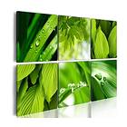 Arkiio Tavla Fresh Green Leaves 60x40
