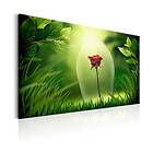 Arkiio Tavla Magical Rose 120x80 A3-N6040-DKXL