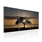 Arkiio Tavla Extraordinary Nature 120x60 A3-N6258