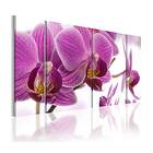 Arkiio Tavla Marvelous Orchid 60x30