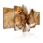 Arkiio Tavla Wild Love 100x50 A3-N6644