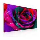 Arkiio Tavla Rose Rainbow-färgade 120x80