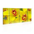 Arkiio Tavla Orchids Intensity Of Yellow Color 60x30