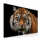 Arkiio Tavla A Wild Tiger 120x80