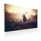 Arkiio Tavla Lurking Deer 90x60 A3-N7067-DK