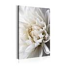 Arkiio Tavla White Dahlia 80x120 A3-N6146-DKXL