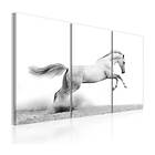 Arkiio Tavla A Galloping Horse 120x80