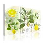 Arkiio Tavla Fruit Lemon 120x80