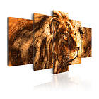 Arkiio Tavla Beautiful Lion 100x50 A3-N6071