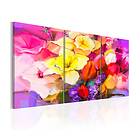 Arkiio Tavla Rainbow Bouquet 60x30 A3-N4329