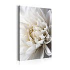 Arkiio Tavla White Dahlia 40x60 A3-N6146