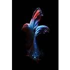 Care of Posters Betta Fish Betta Flowers Poster 50x70 cm