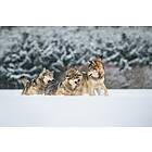 Discuss Canis Lupus Confusion In The Pack Poster 50x70 cm