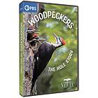 Woodpeckers - The Hole Story