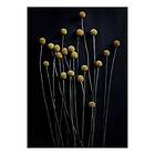 Paper Collective Still Life 01 Yellow Drumsticks poster 50x70 cm