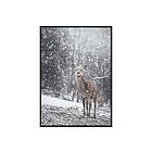 In The Snow Poster 70x100 cm