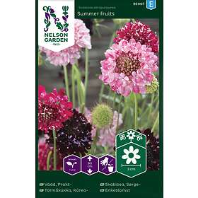 Summer Praktvädd fruits Fröer