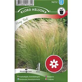 PONY Svansfjädergräs Tails Fröer