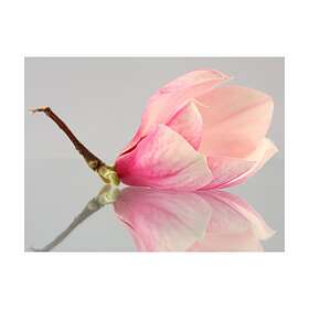 Arkiio Fototapet En Ensam Magnolia Blomma 200x154