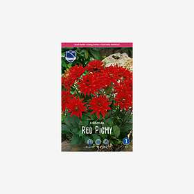 JWA Lefeber Dahlia, Red Pigmy