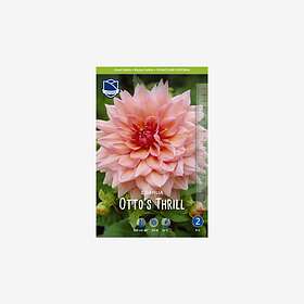 JWA Lefeber Dahlia, Otto´s Thrill