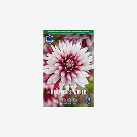 JWA Lefeber Dahlia, Rebecca´s World