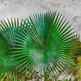 Living Walls Fototapet Design DD118710