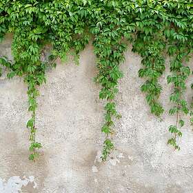 Living Walls Fototapet Design DD118712