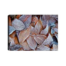 Väggdekor Canvas Målning 529TCR1693