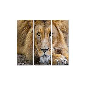 Dekorativ MDF-målning 3-Delar 20x50 cm Flerfärgad 553BNC2746