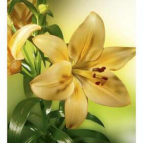 Dimex Tapet Lily Non Woven 225x250 cm MS-3-0139