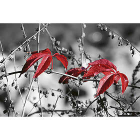 Dimex Tapet Red Leaves on Black Non Woven 375x250 cm MS-5-0110