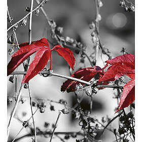 Dimex Tapet Red Leaves on Black Non Woven 225x250 cm MS-3-0110