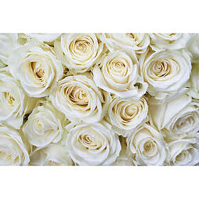 Dimex Tapet White Roses 375x250 cm MS-5-0137