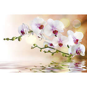 Dimex Tapet White Orchid 375x250 cm MS-5-0147